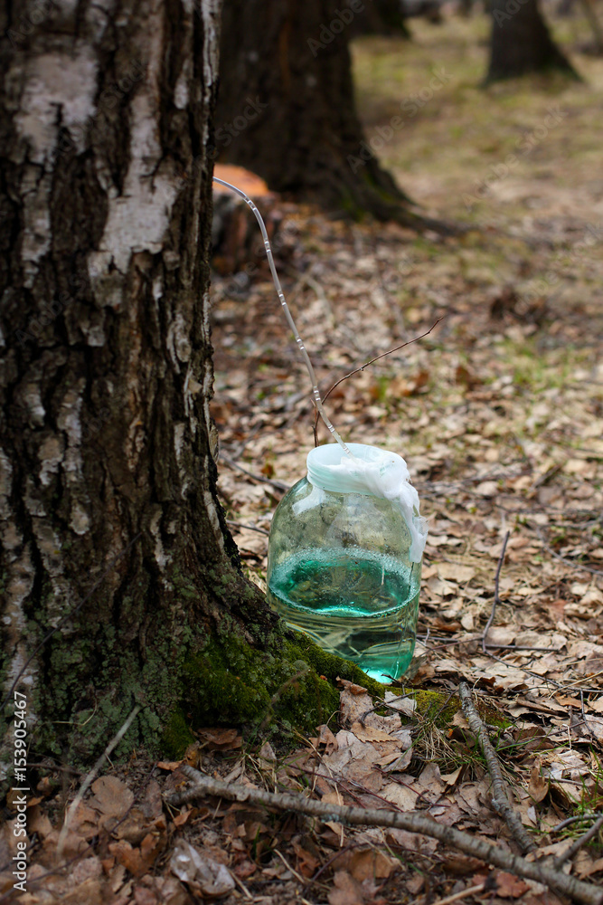 Obraz premium collecting birch juice on spring