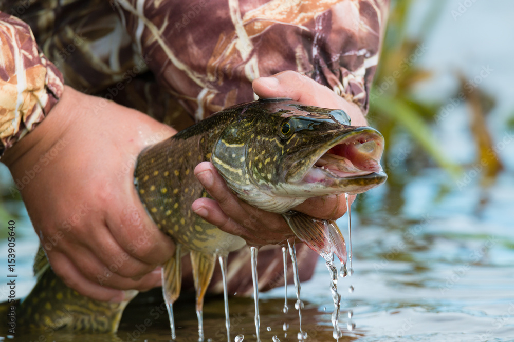 Open-mouthed large pike with drops of running water in the fisherman's hand. Fishing trophies, caught on a jig & soft bait,in the hand of angler above the water.