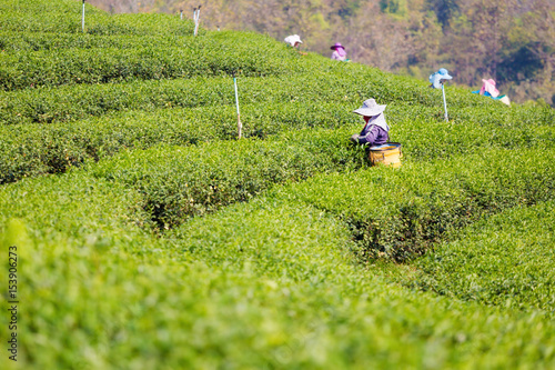 Chouifong green tea plantation Thailand
