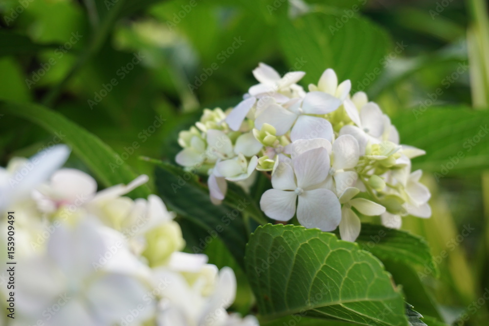 白い紫陽花 白い紫陽花