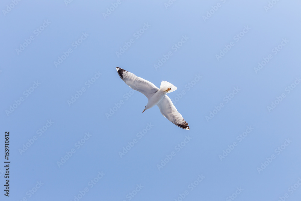 Seagull Seagull