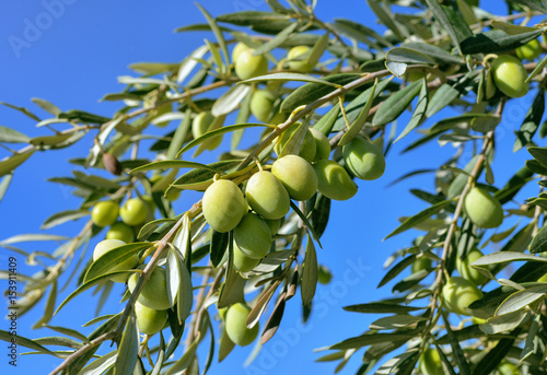 Close up of green  olive branch
