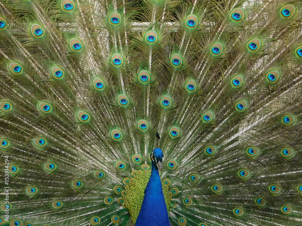 Fototapeta premium Closeup photo of peafowl in Lazienki park
