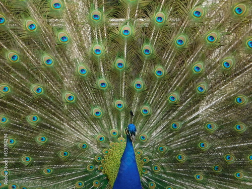 Closeup photo of peafowl in Lazienki park