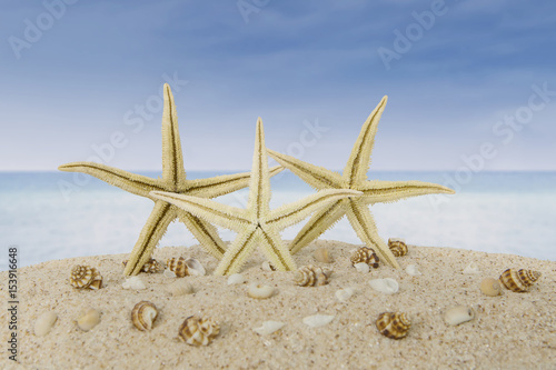 Starfish and shells on beach sand