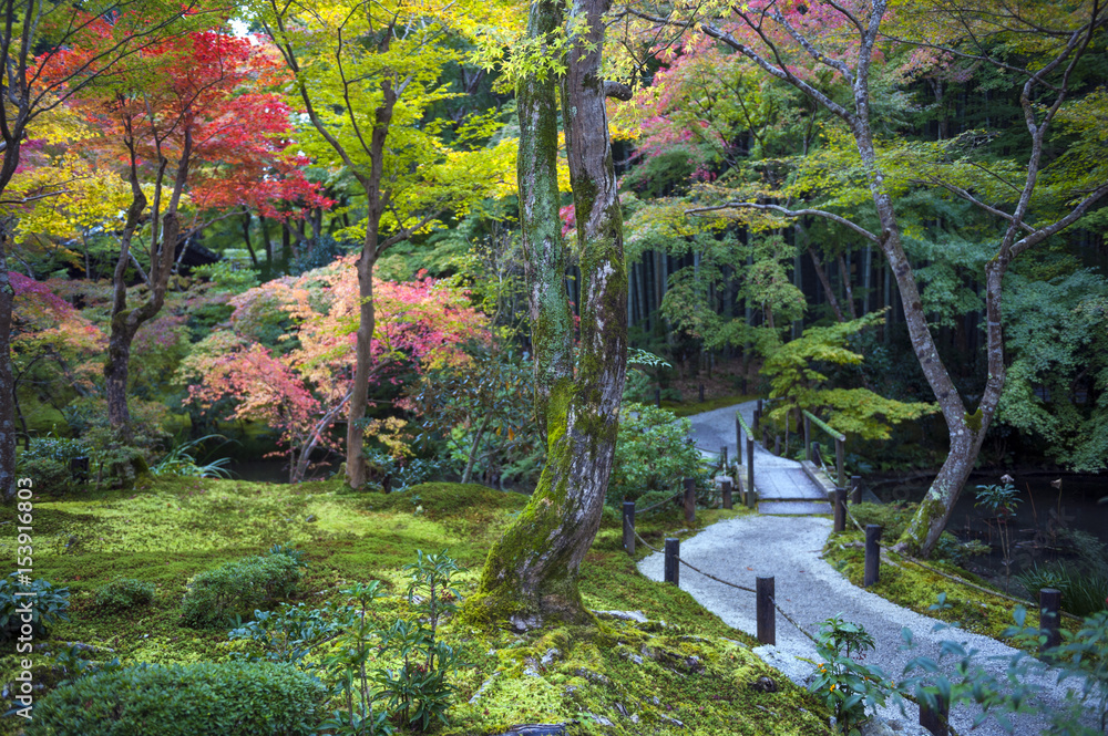 Japanese red maple tree during autumn in garden at Enkoji temple in Kyoto, Japan Japanese red maple tree during autumn in garden at Enkoji temple in Kyoto, Japan