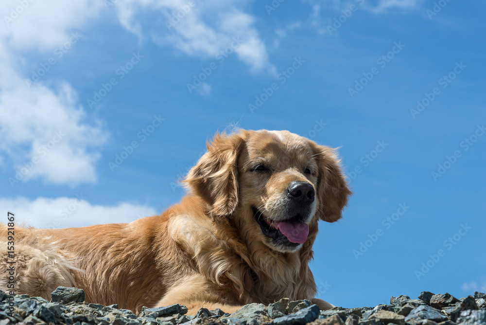Obraz premium Golden Retriever dog lying on the stones on sky background