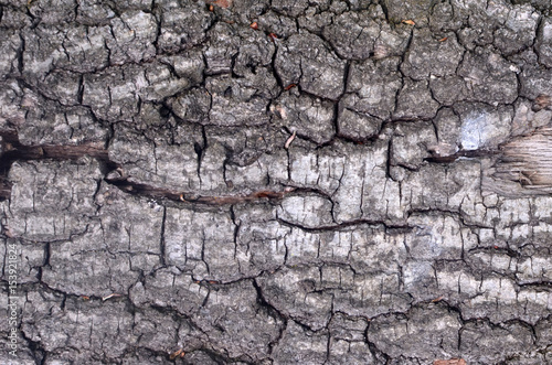The bark of tree, texture