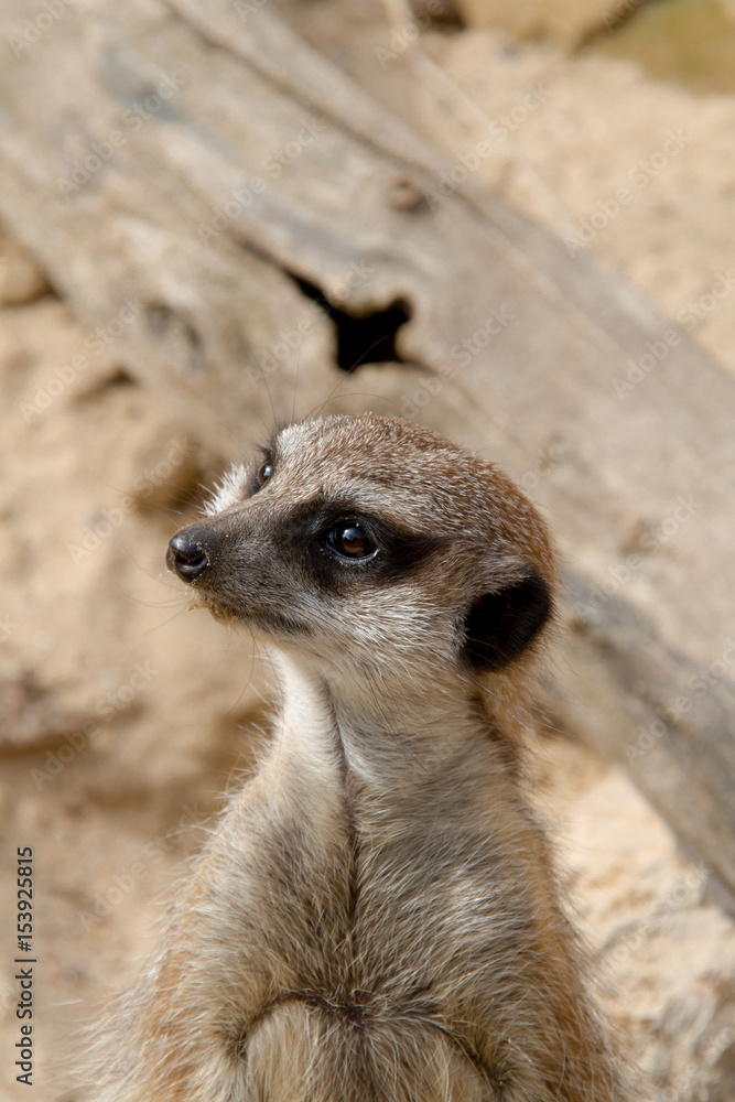 suricate suricate