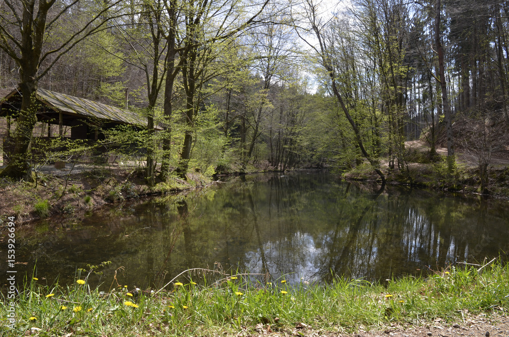 Obraz premium kleiner see hinter dem waldsee eiswoog in der pfalz