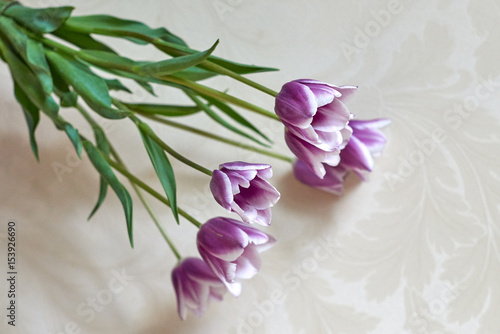 Flowers. Open tulips.