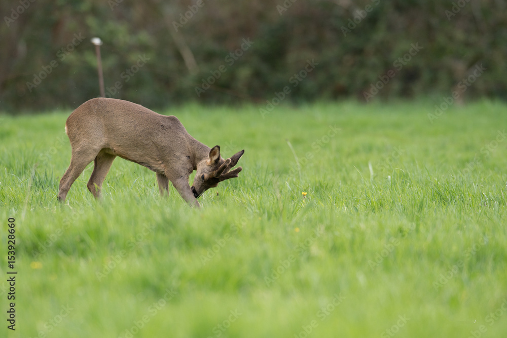 Fototapeta premium chevreuil brocard pature