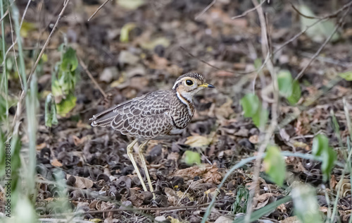 A Cryptic Two-banded Courser (Rhinoptilus africanus) Stands in Deep Brush in Northern Tanzania