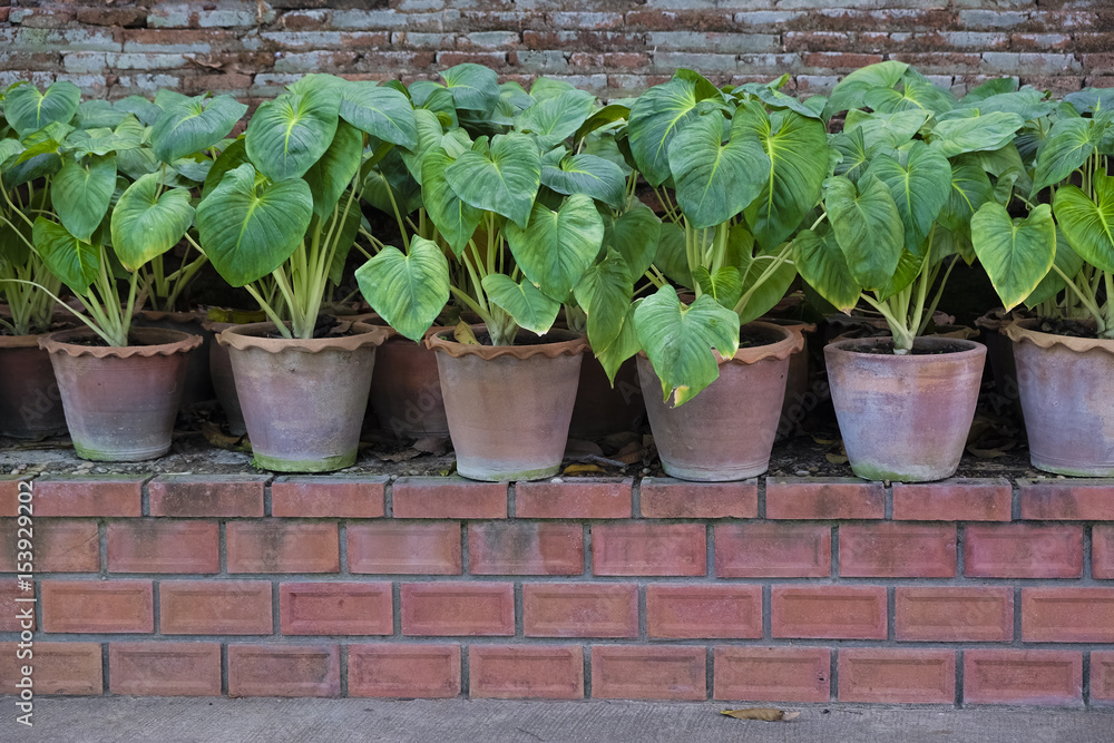 Tree in a flowerpot on brick floor