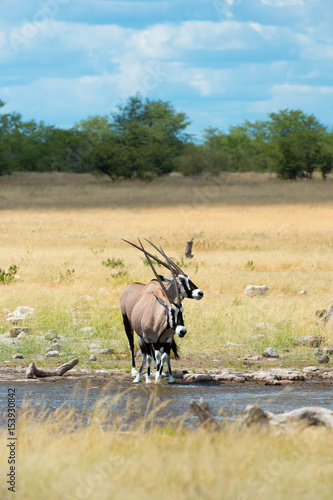 Fototapeta Naklejka Na Ścianę i Meble -  Oryx