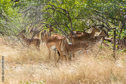 Black-faced impala