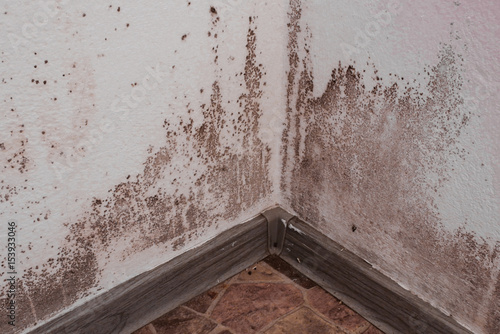 Mold and dirt and fungus growing on the corner of the wall near the floor.