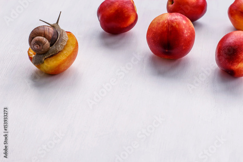 big snail eating nectarine on a white background
