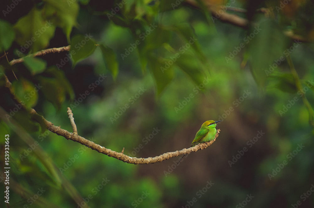 A small green tropical bird sits on a branch
