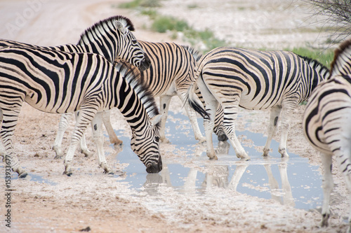 Burchell s  Plain s  zebra