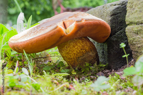 Photography Lurid bolete mushroom, two days later