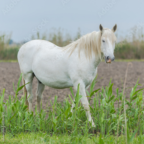  White camargue horse eating grass in a field  © Pascale Gueret
