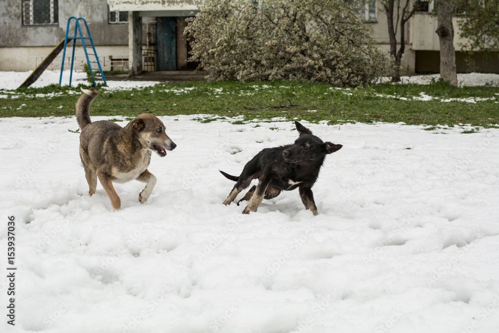 Naklejka premium Street dogs play in April on snow