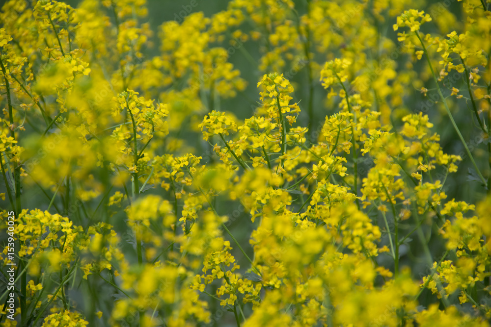 Fototapeta premium plant background