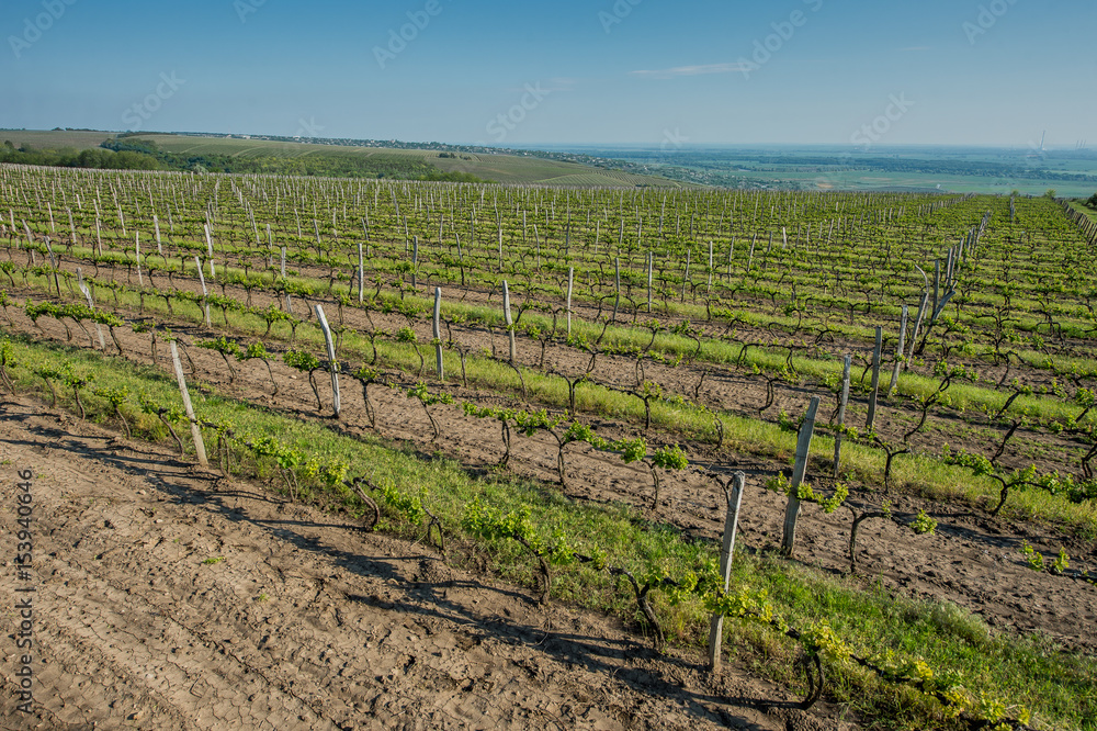 Grape fields in spring and summer in the sun