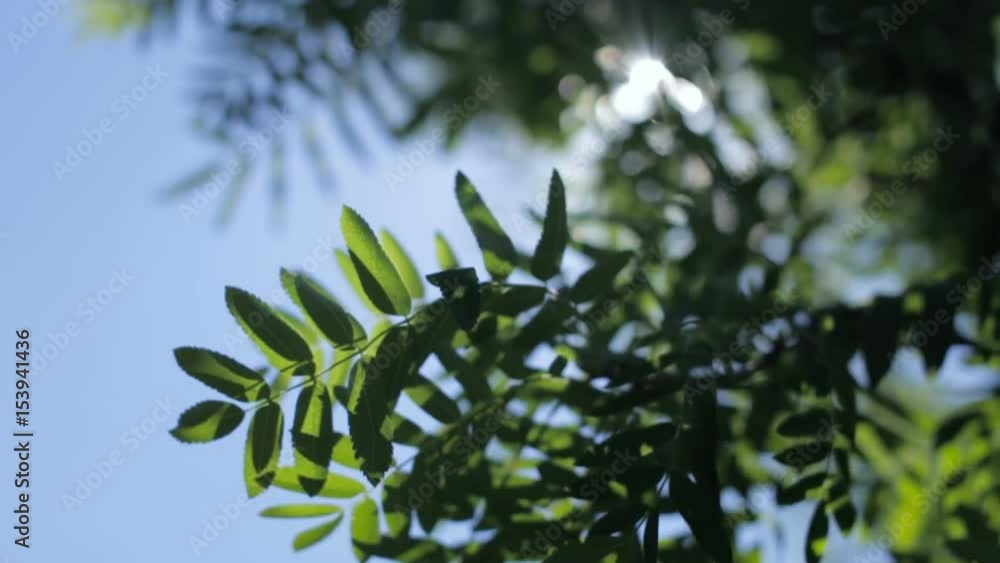 The rays of the sun through the foliage of trees The rays of the sun through the foliage of trees