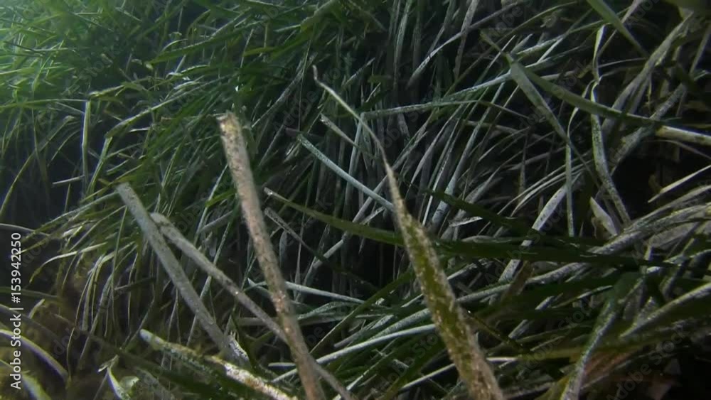 Sea grass on the bottom, Spain Sea grass on the bottom, Spain