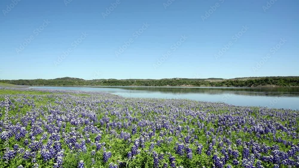 Beautiful bluebonnets along a lake in the Texas Hill Country. Beautiful bluebonnets along a lake in the Texas Hill Country.