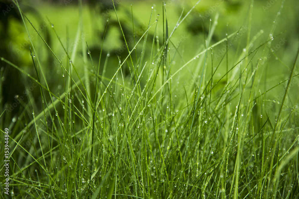 green grass and water drops after rain, background.