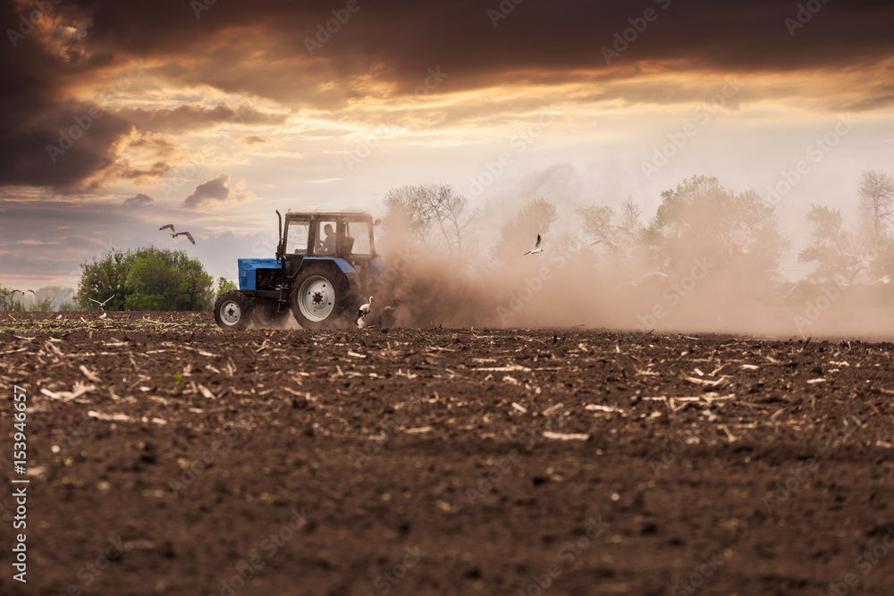 Fototapeta premium The tractor plows the field in the spring, and behind it the dust rolls and birds fly to find the food against the beautiful sunset sky. Agriculture