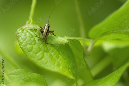 grasshopper partially peeking from the foliage of clematis