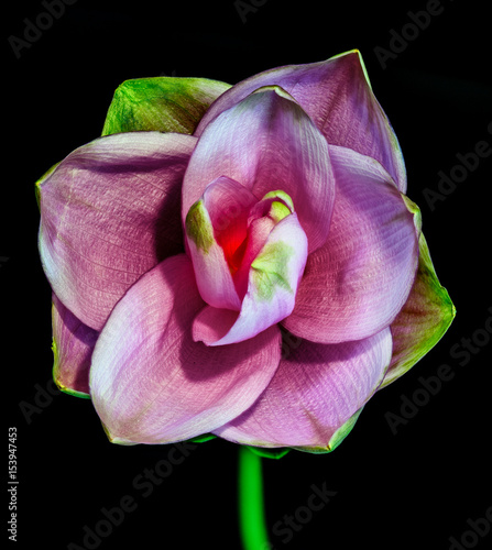 Color still life fine art macro flower portrait of a single isolated violet open blooming curcuma blossom on black background / top view , symbolic children's windmill childhood memories toy playing photo