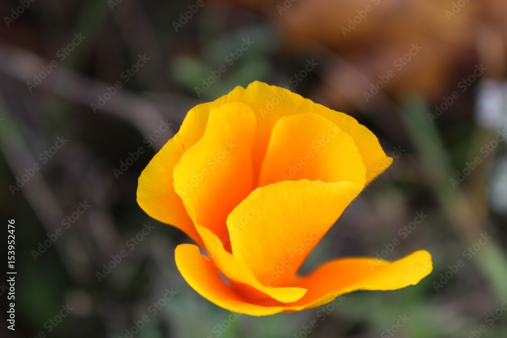 Blume, Gelb, Makro