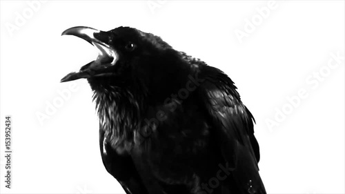 Black Raven. Macro.