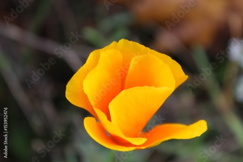 Blume, Gelb, Makro