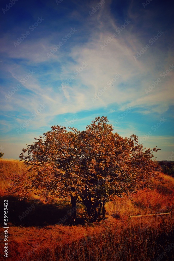 Herbst, Baum, Wolke, Himmel, Liebe,abenrot Herbst, Baum, Wolke, Himmel, Liebe,abenrot