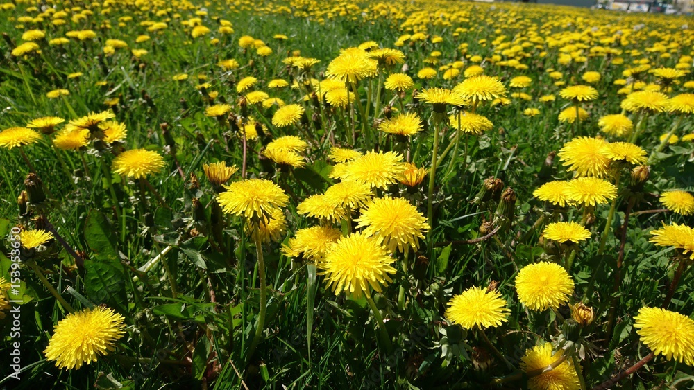 Obraz premium Dandelions in meadow 