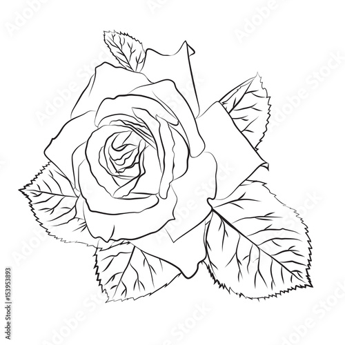 Beautiful hand drawn sketch rose, isolated black contur on white background. Botanical silhouette of flower