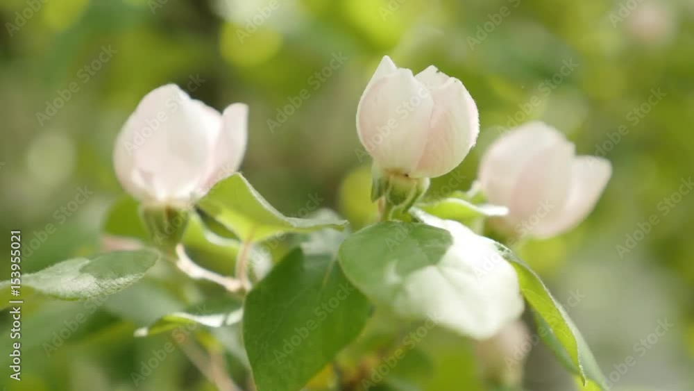 Spring flowers of Cydonia oblonga 4K 2160p 30fps UltraHD footage - Quince tree branches on the wind 3840X2160 UHD video Spring flowers of Cydonia oblonga 4K 2160p 30fps UltraHD footage - Quince tree branches on the wind 3840X2160 UHD video
