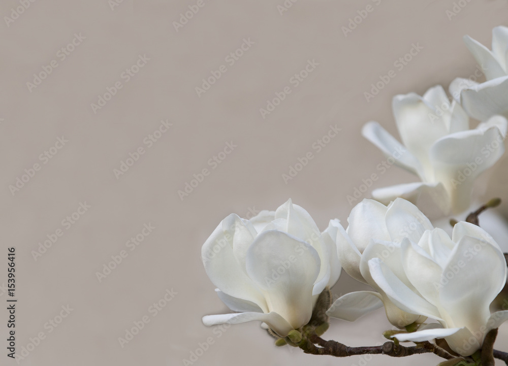 Naklejka premium Delicate white magnolia flowers for wedding invitations, advertisements, posters, signs, and other great ideas and concepts. horizontal background.