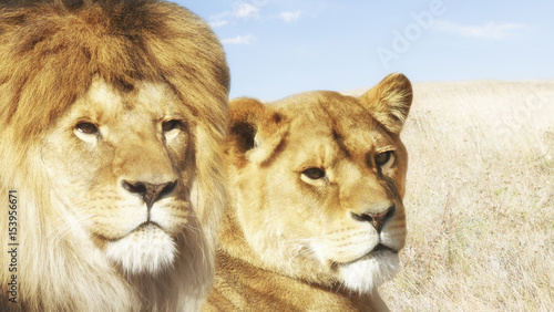 Lion and lioness