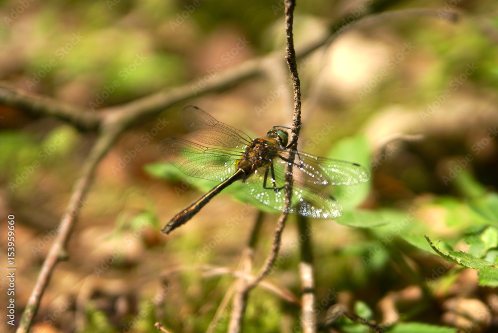 Dragonfly on dry branch Dragonfly on dry branch