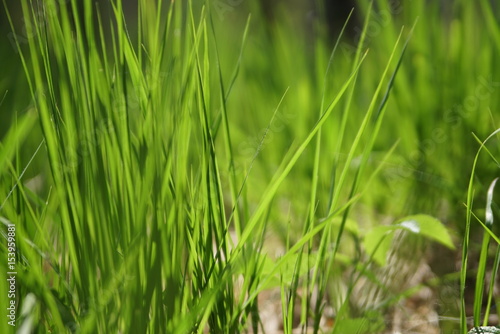 Grass On Forest Glade Closeup In Sun Light