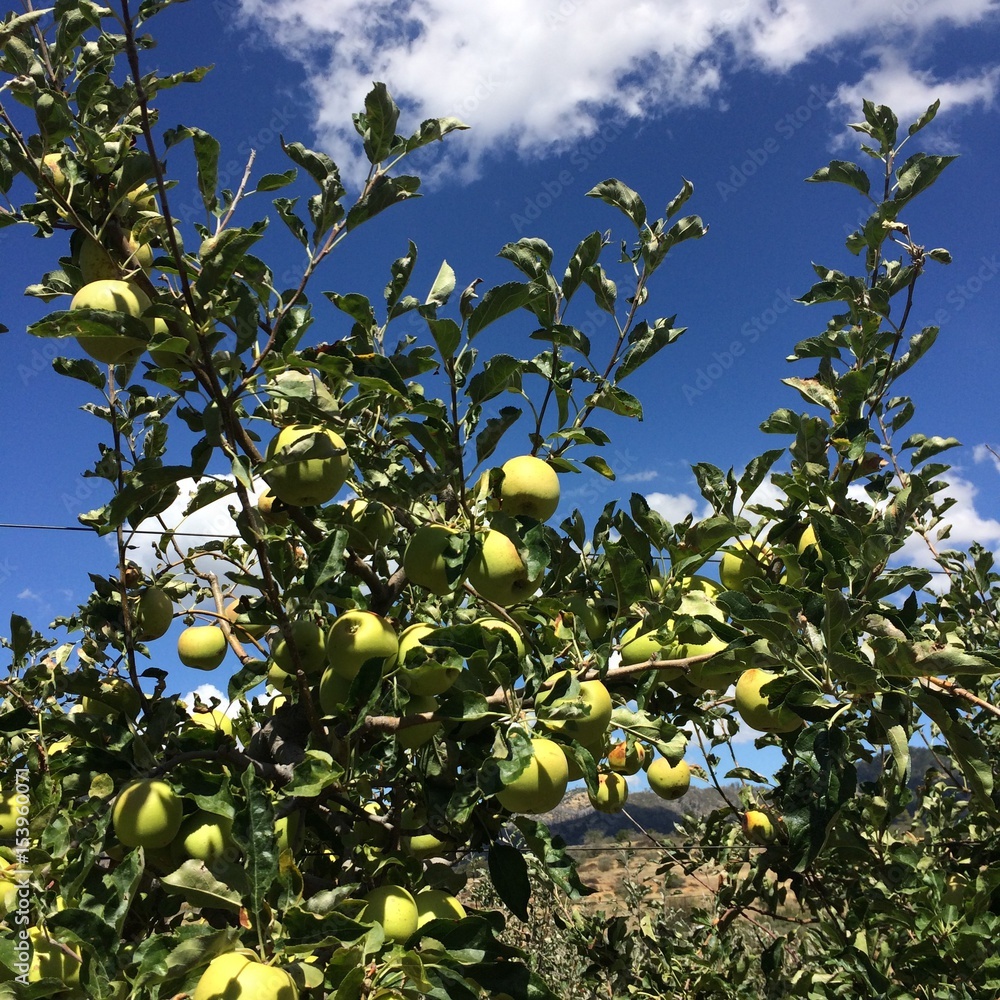 Green Apple Tree Against Blue Sky