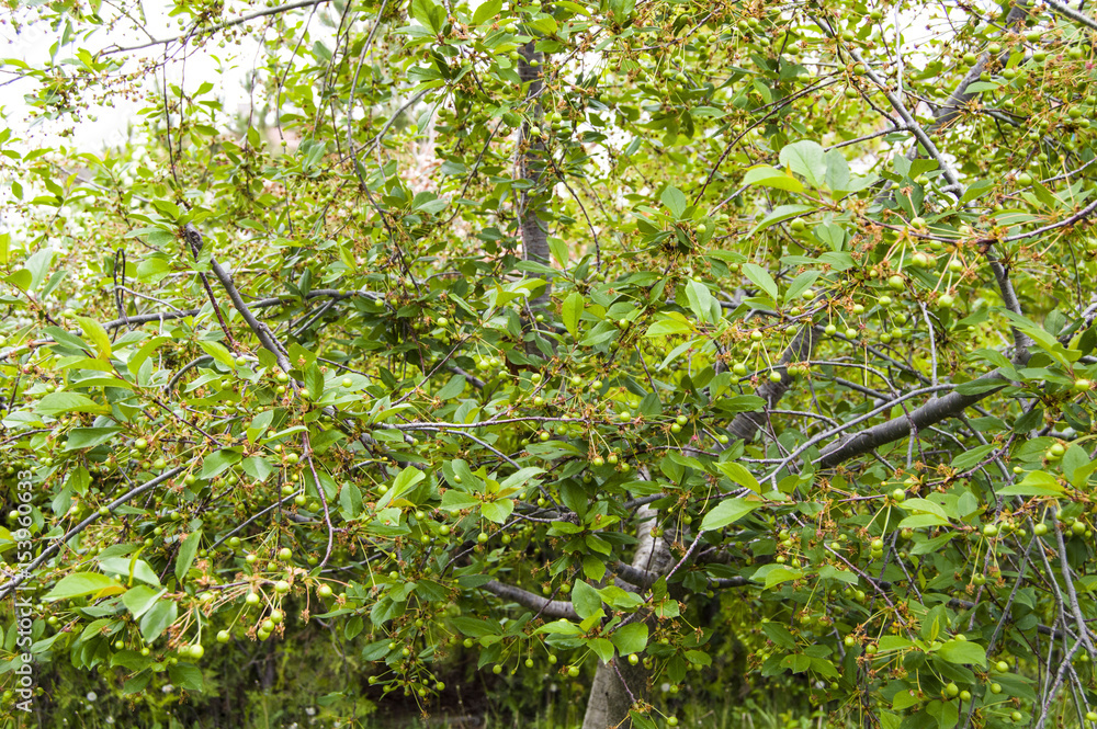 Fresh ripe cherry pictures on the cherry tree
Fresh ripe cherry pictures on the cherry tree