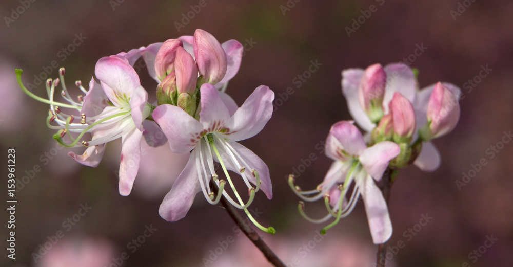 Obraz premium azalea rhododendron flower close-up